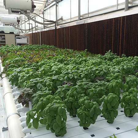 Hydroponic Agriculture Greenhouse Nft Gutter System